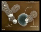Aerial mycelium, formation of exospores